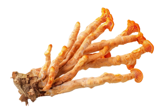 Fresh Cordyceps mushroom
.isolated on white background