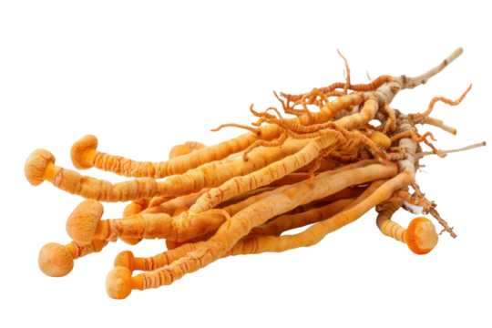 Fresh Cordyceps mushroom
.isolated on white background