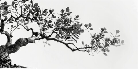 Fototapeta premium Bonsai tree concept
