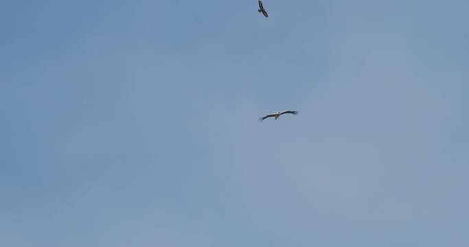 Adult European White Stork and Common Buzzard Fly Flying together in spring sky. Ciconia Ciconia and Buteo Buteo. Slow motion.