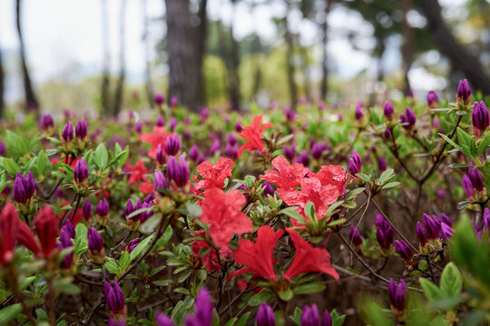 봄의 철쭉 꽃이 피어있는 클로즈업 사진