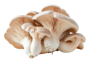 Oyster mushrooms 
.isolated on white background