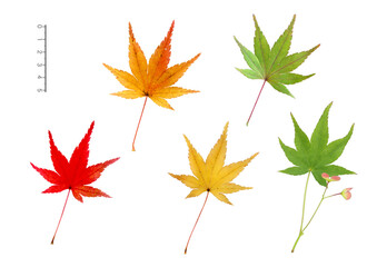 イロハモミジの葉　5月から12月の姿