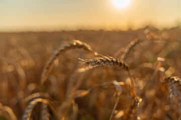 Wheat field background of ripening ears of wheat field. Rural landscapes under bright sunlight. Rich harvest concept.