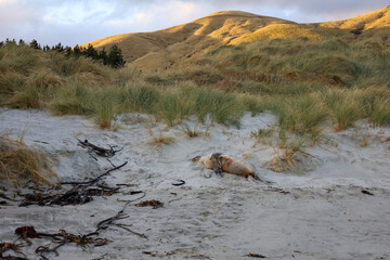 Seelöwen in freier Natur am Strand 