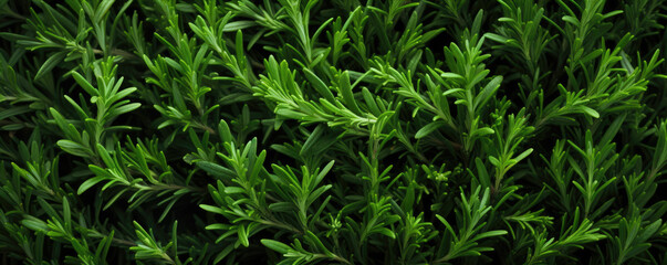 Vibrant green rosemary herb closeup