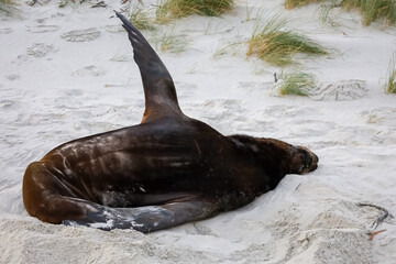 Seehund am Strand Nahaufnahme