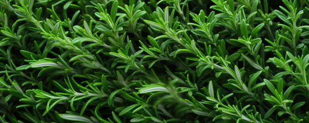 Vibrant green rosemary herb closeup