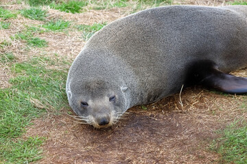 Seelöwen in freier Natur am Strand 