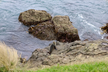 Seehunde an der Küste in Neuseeland