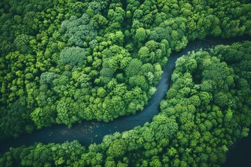 Aerial view of river and forest,  Beautiful landscape with river and forest