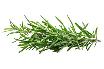 Rosemary fresh green leaves
.isolated on white background