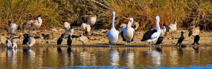 Pelicans in Greenfield Wetlands, South Australia