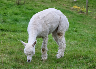 Alpakas in Nahaufnahme