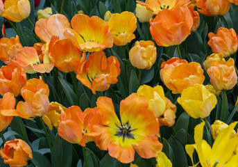 Yellow and orange tulip called Daydream. Darwinhybrid group. Tulips are divided into groups that are defined by their flower features