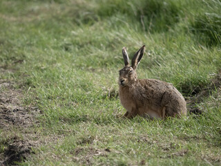 Brown or European hare, Lepus europaeus