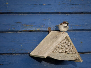 House sparrow, Passer domesticus
