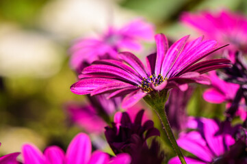 Osteospermum is a genus belonging to the Asteraceae family. 1