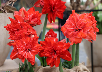 Red Amaryllis called Double Circus