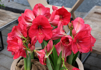 Pink Amaryllis flowers called Pink Rival