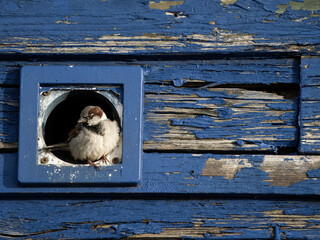 House sparrow, Passer domesticus