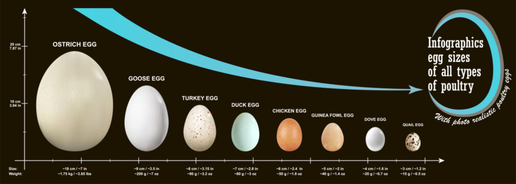 A set of photorealistic eggs of all types of poultry with approximate dimensions