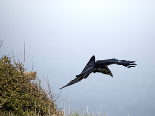 Obraz premium Raven, Corvus corax