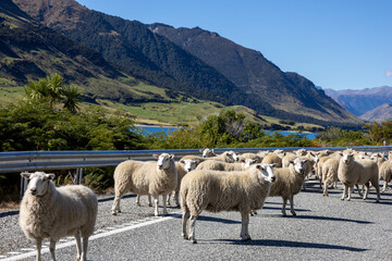 Schafherde auf einer Straße in der Landschaft in Neuseeland