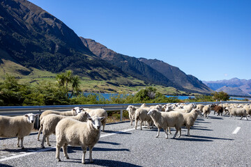 Schafherde auf einer Straße in der Landschaft in Neuseeland