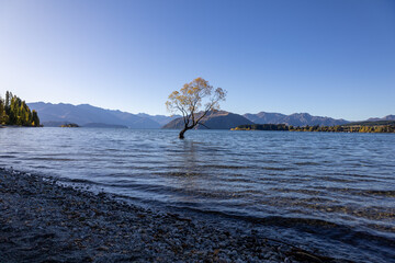 Meist fotografiertest Baum der Welt in Wanaka im See