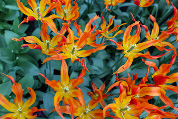 Yellow and orange tulip called TL 7 Tulips are divided into groups that are defined by their flower features