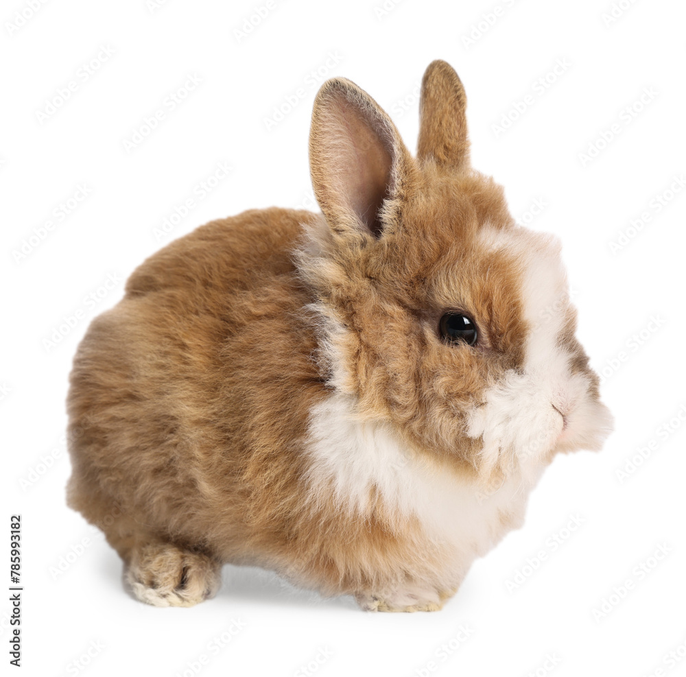 Wall mural Cute little rabbit on white background. Adorable pet - Wall murals