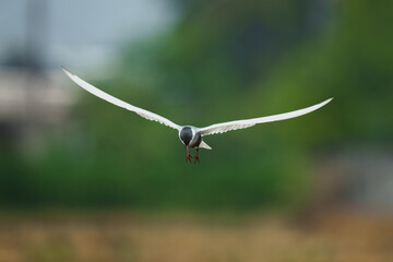 whiskered tern bird flying