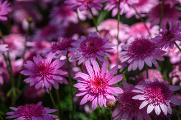 Obraz premium Callistephus chinensis. China aster or annual aster in garden.