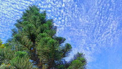 Obraz premium tree and the blue sky