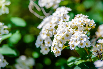 Spirea bushes bloom in the spring in May