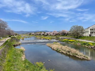 Fototapeta na wymiar 桜咲く春の加茂川