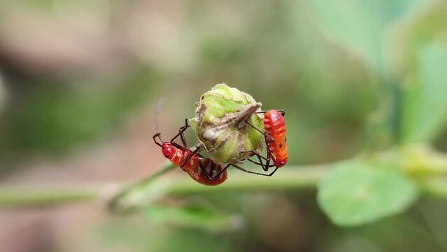 cutton bug on leaves