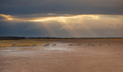 Obraz premium Amazing Zebras running across the African savannah - Etosha National Park, Namibia