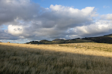 Ausblick auf wundersch&ouml;ne weite Landschaft mit Wiesen und Feldern in Neuseeland mit Schafen 