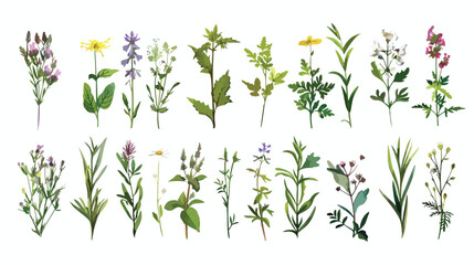 Wild herbs set with names isolated. Wildflowers herbs - obrazy, fototapety, plakaty