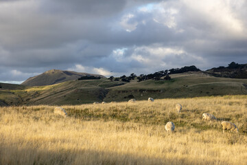 Ausblick auf wundersch&ouml;ne weite Landschaft mit Wiesen und Feldern in Neuseeland mit Schafen 