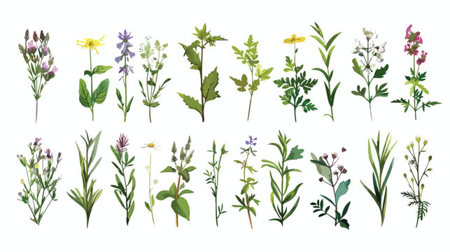 Wild herbs set with names isolated. Wildflowers herbs