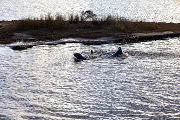 Seehunde beim spielen im Wasser in Neuseeland