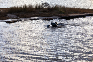 Seehunde beim spielen im Wasser in Neuseeland