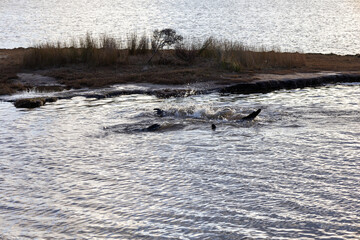 Seehunde beim spielen im Wasser in Neuseeland