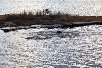 Seehunde beim spielen im Wasser in Neuseeland