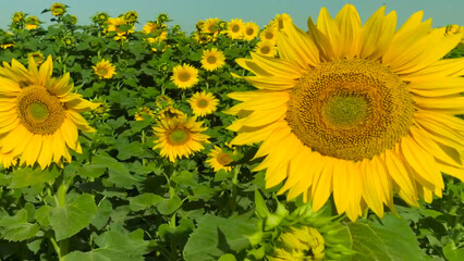 Obraz premium field of sunflowers in summer Sunflower Crop Yellow Color Green Leaves Field Blue Sky Village Beauty Natural Trees Grass Clouds 