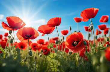 Red poppies flowers on the blue sky background. Beautiful spring landscape