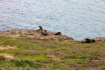 Seehund Familie auf Felsen vor der Küste 